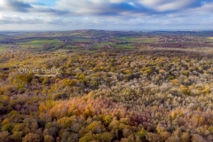 foret-baincthun-olivier-bailly-photographie