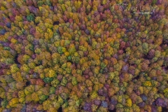 automne-foret-baincthun-desvres-olivier-bailly-photographie