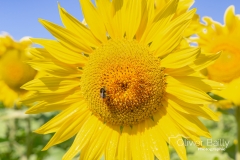tournesol-ete-boulogne-sur-mer-olivier-bailly-photographie